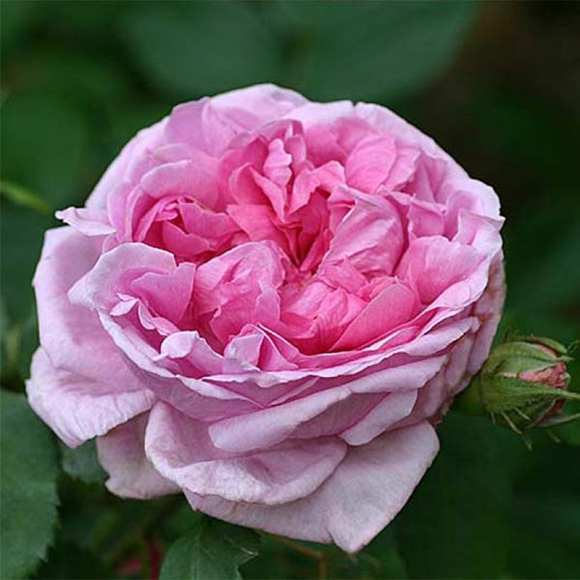 Rosa Comte de Chambord - Historische roos (Flowering)