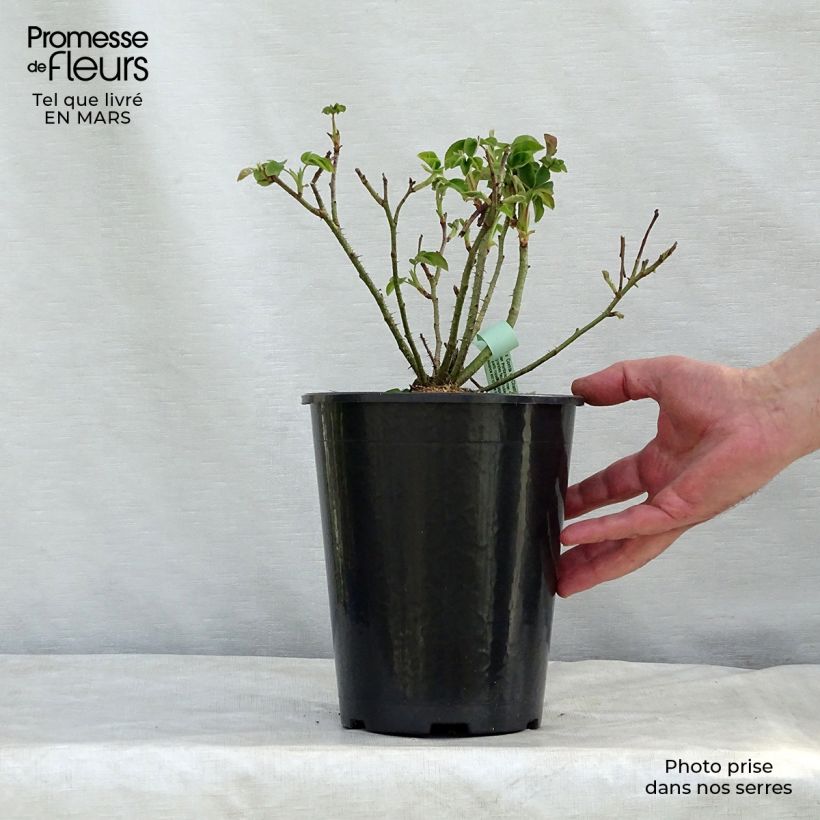 Exemplaar van Rosa Comte de Chambord - Historische roos Pot van 4 l/5 l zoals geleverd in de lente