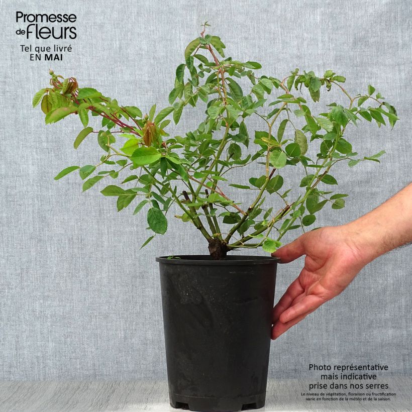 Exemplaar van Rosa Cornelia - Historische roos Pot van 4 l/5 l zoals geleverd in de lente