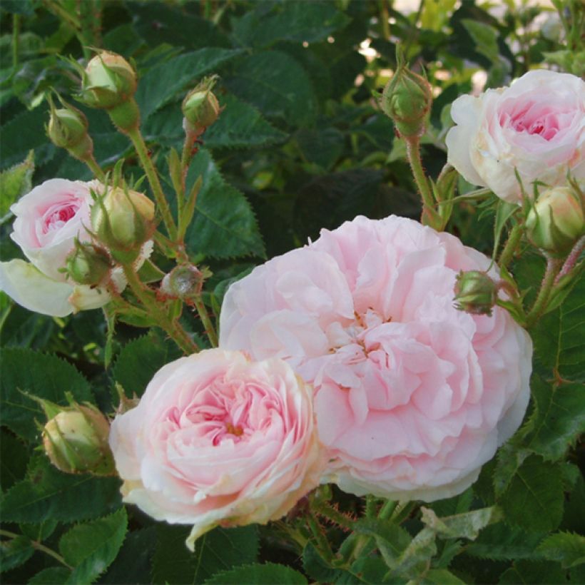 Rosa Great Maiden's Blush - Historische roos (Flowering)