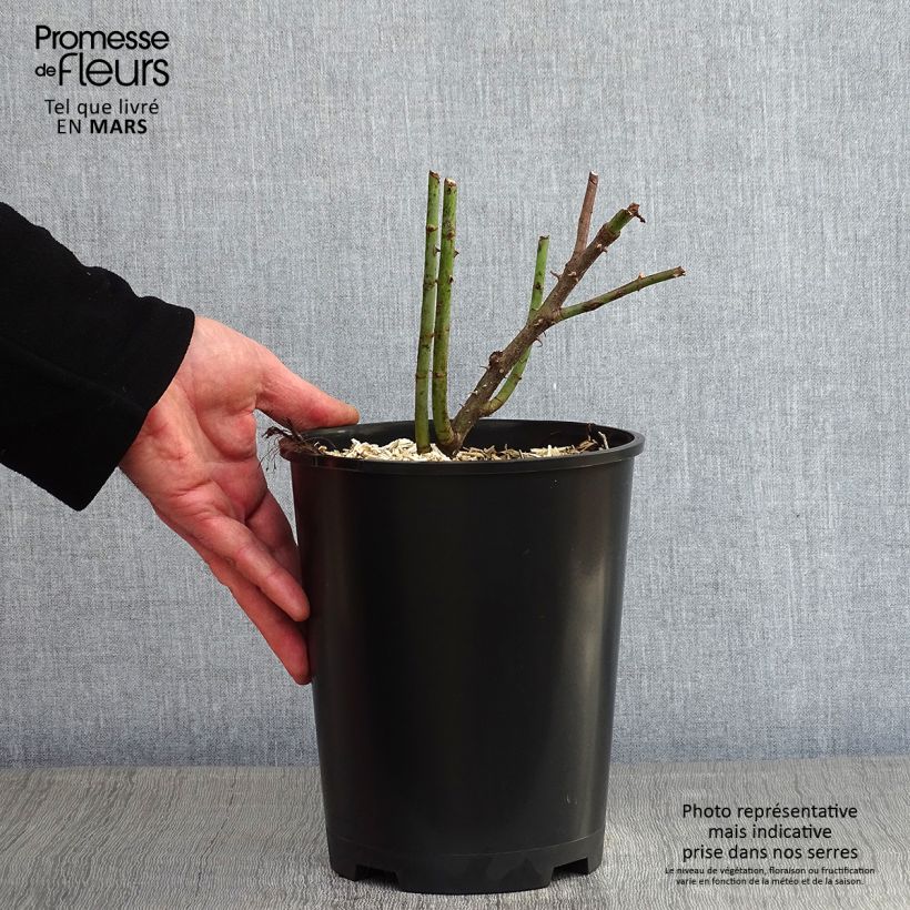 Example of Rosa Great Maiden's Blush - Historische roos Pot van 4 l/5 l as you get in hiver