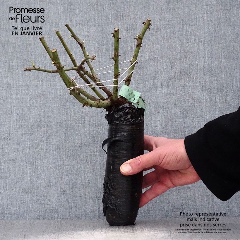 Example of Rosa Felicia - Muskusroos In kluit as you get in hiver