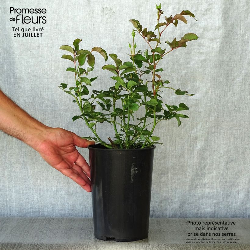 Exemplaar van Rosa Felicia - Muskusroos Pot van 4 l/5 l zoals geleverd in de zomer