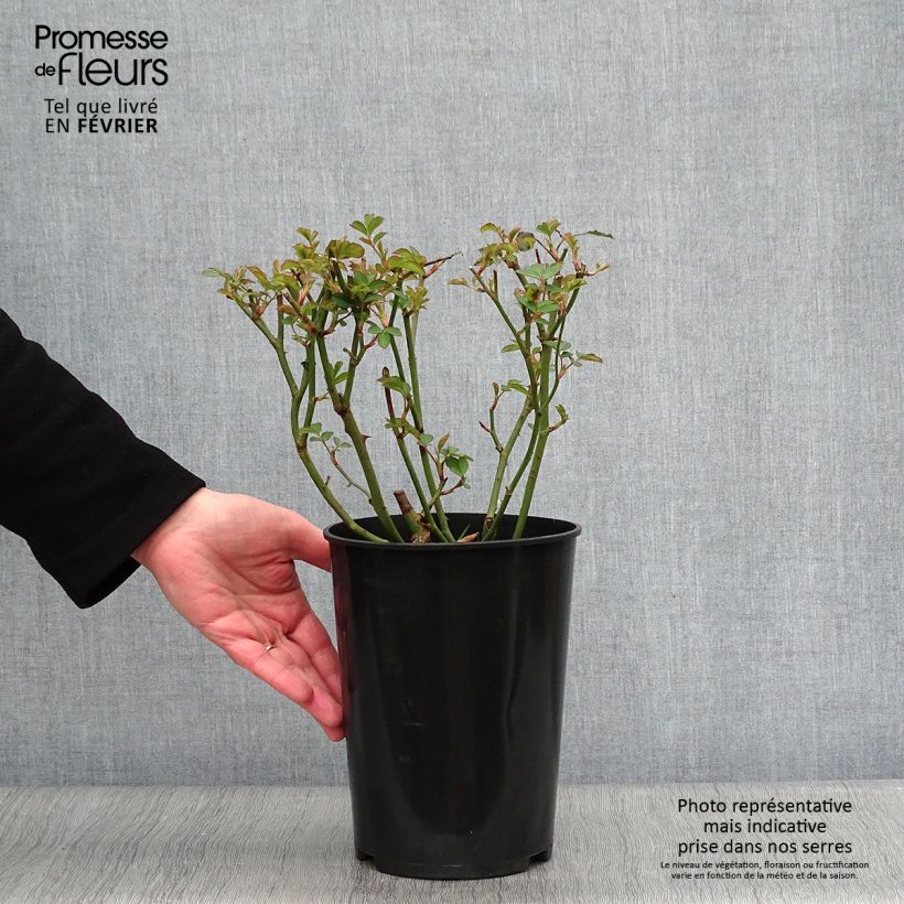 Example of Rosa Felicia - Muskusroos Pot van 4 l/5 l as you get in hiver