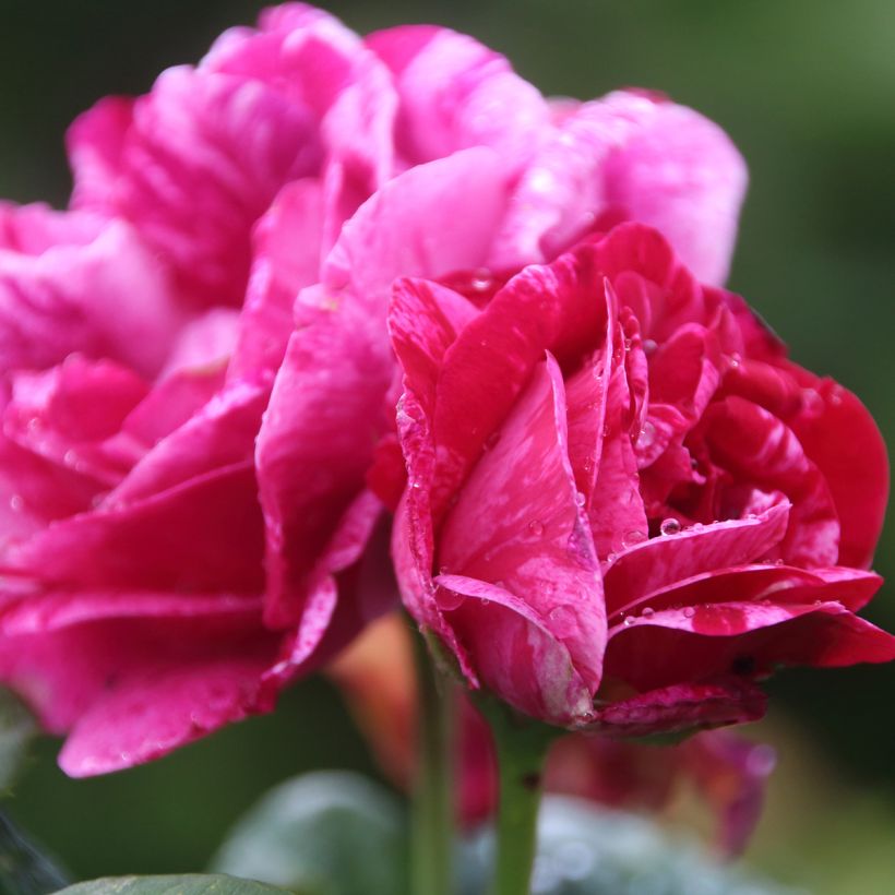 Rosa Ferdinand Pichard - Historische roos (Bloei)