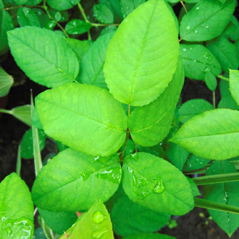 Rosa Ferdinand Pichard - Historische roos (Blad)