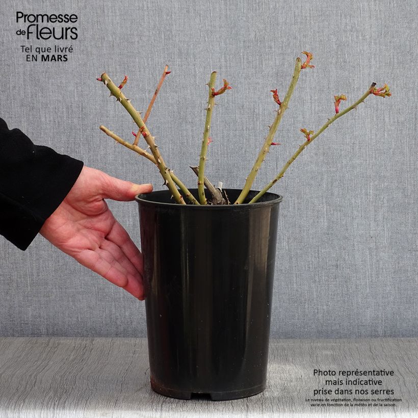 Example of Rosier à grandes fleurs Fragant Old Yellow Pot van 4 l/5 l as you get in hiver