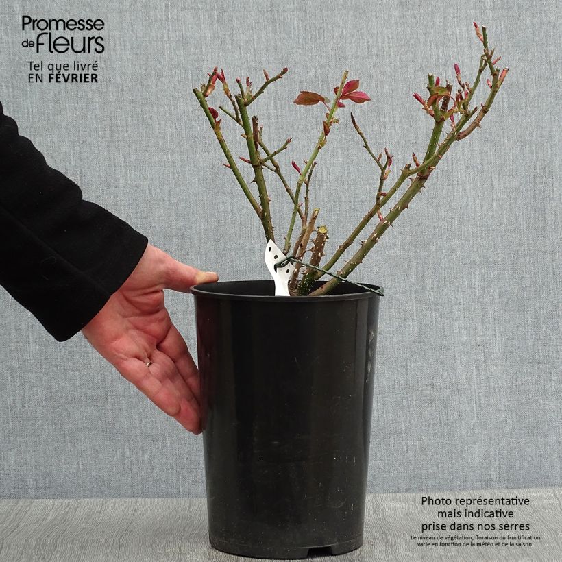 Example of Rosier anglais David Austin Fragrant Old purple Pot van 4 l/5 l as you get in hiver