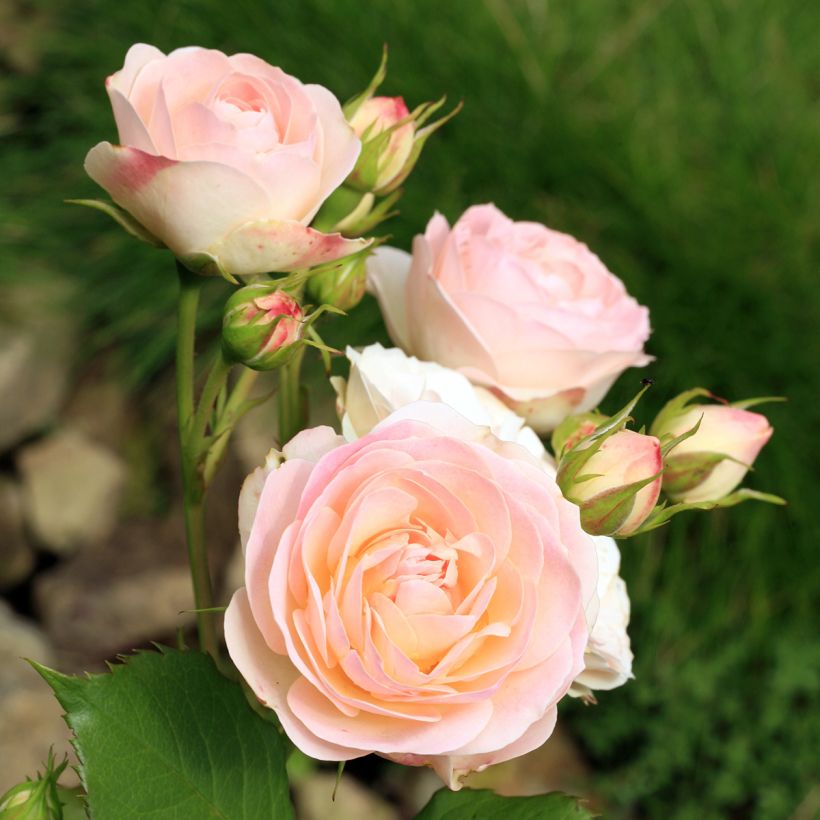 Rosa Gruss an Aachen - Historische roos (Flowering)