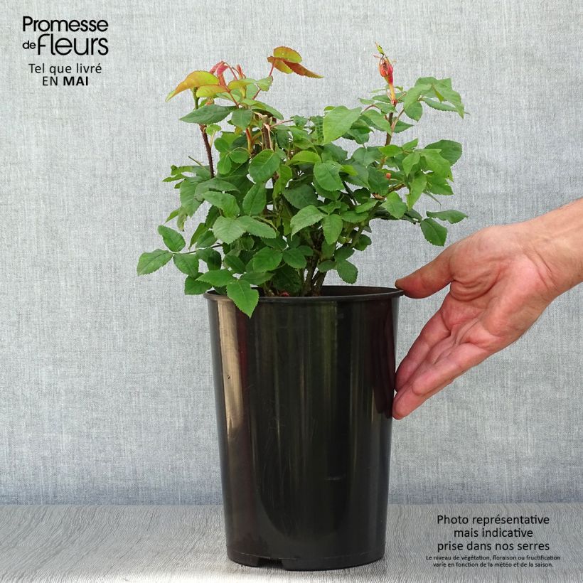 Exemplaar van Rosa Jacques Cartier - Historische roos Pot van 4 l/5 l zoals geleverd in de lente