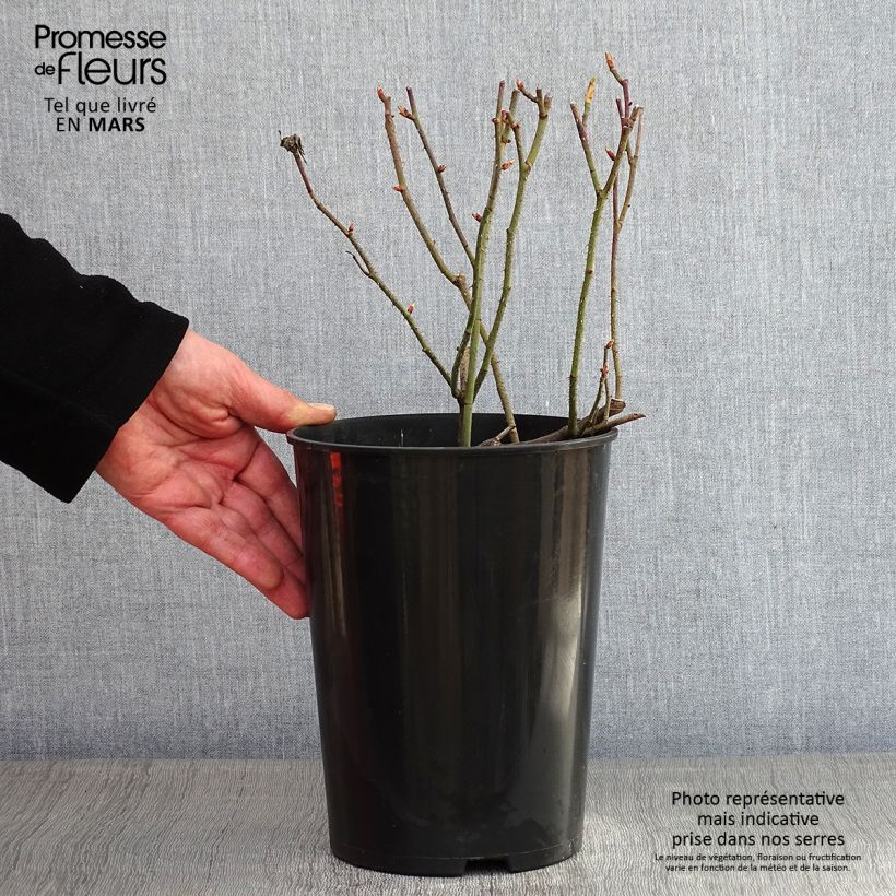 Example of Rosier ancien Jenny Duval Pot van 4 l/5 l as you get in hiver