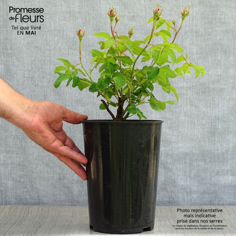 Exemplaar van Rosa Jenny Duval - Historische roos Pot van 4 l/5 l zoals geleverd in de lente