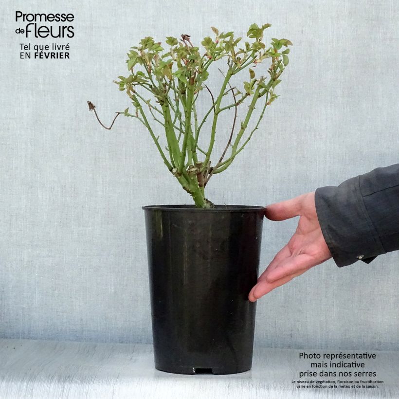 Example of Rosier ancien La Reine Victoria Pot van 4 l/5 l as you get in hiver