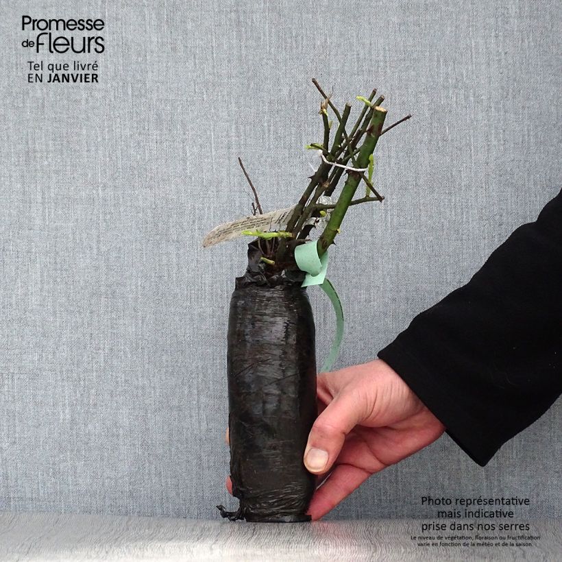 Example of Rosa Marie Pavié - Historische roos In kluit as you get in hiver