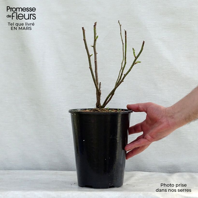 Example of Rosa Madame Hardy - Historische roos Pot van 4 l/5 l as you get in hiver