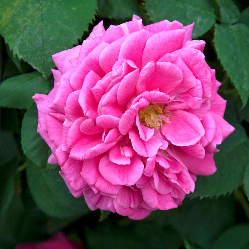 Rosa Madame Isaac Pereire - Historische roos (Flowering)