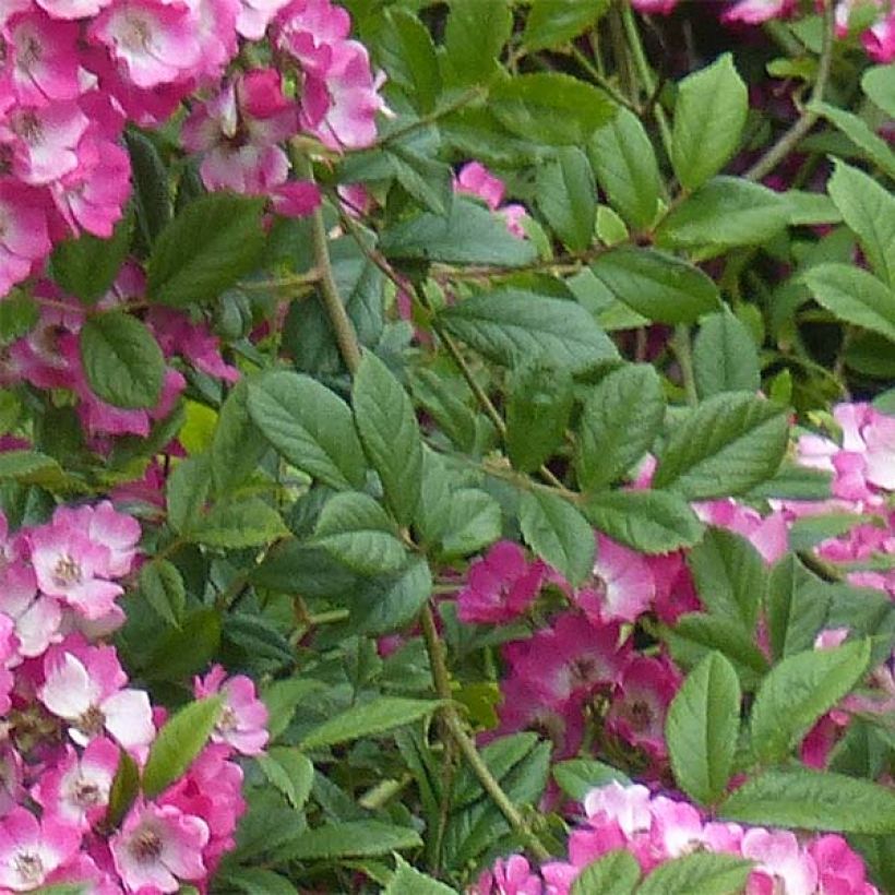 Rosa Mozart - Muskusroos (Foliage)