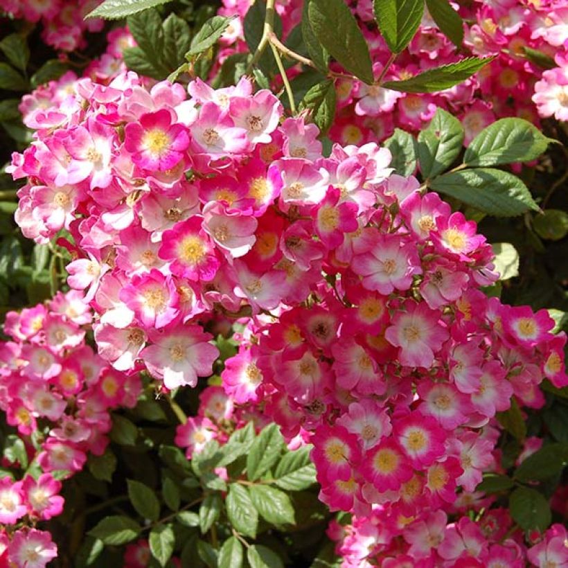 Rosa Mozart - Muskusroos (Flowering)