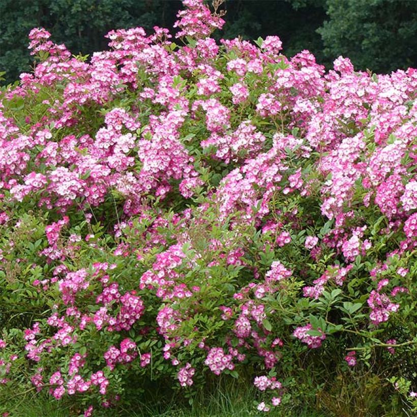 Rosa Mozart - Muskusroos (Plant habit)
