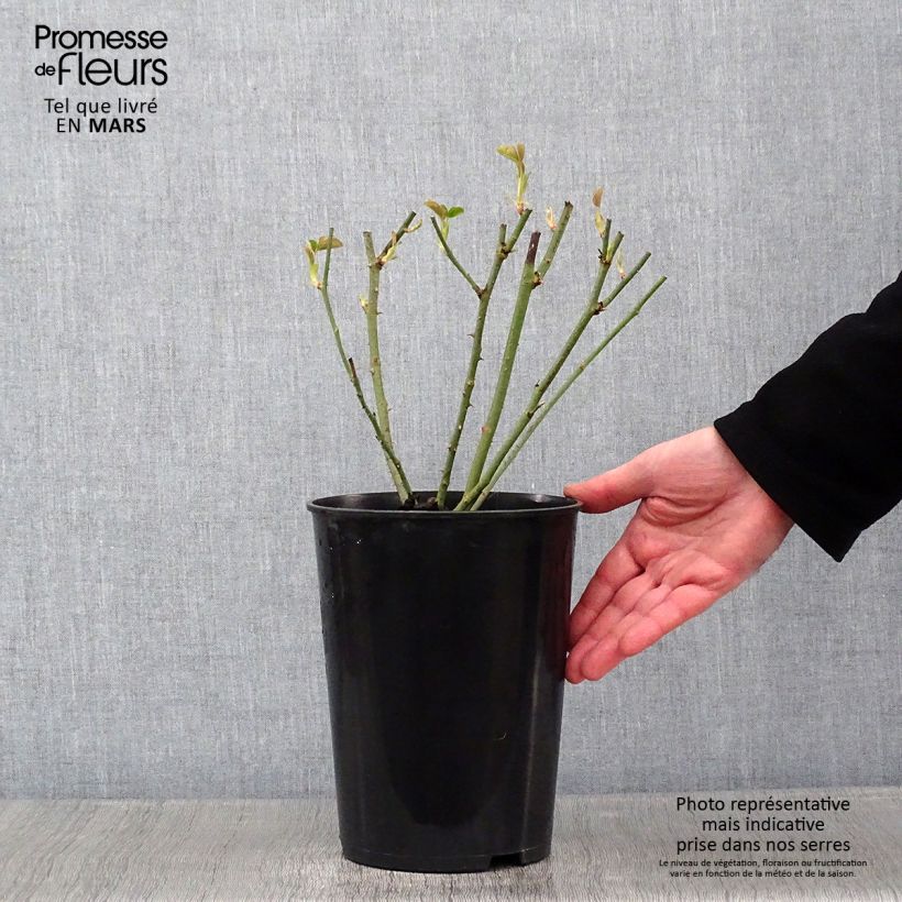 Example of Rosier ancien Mrs John Laing Pot van 4 l/5 l as you get in hiver