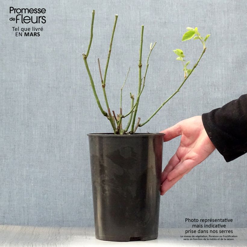 Exemplaar van Rosa Mrs John Laing - Historische roos Pot van 4 l/5 l zoals geleverd in de lente