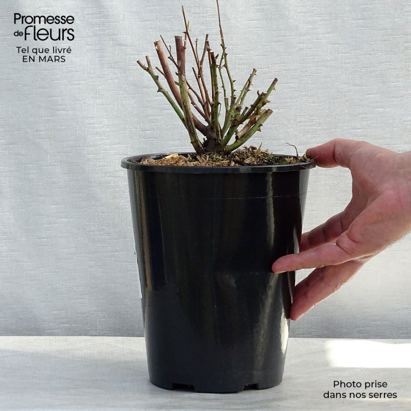 Example of Rosa Old Blush - Historische roos Pot van 4 l/5 l as you get in hiver