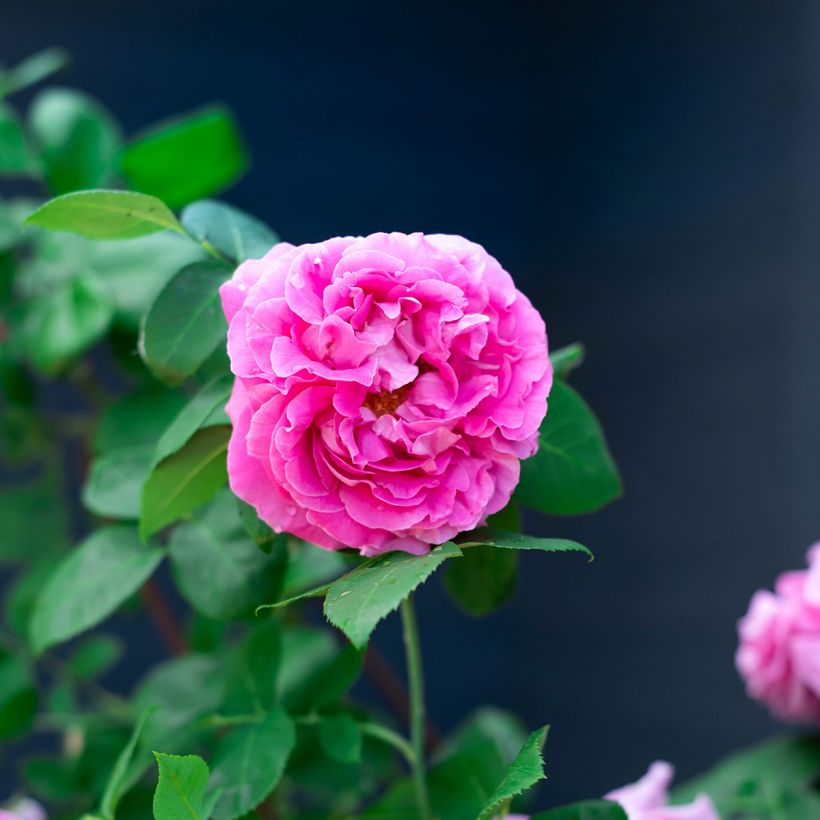 Rosa Paul Neyron - Historische roos (Flowering)