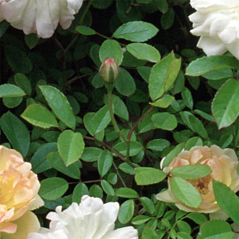 Rosa Phyllis Bide - Historische roos (Foliage)