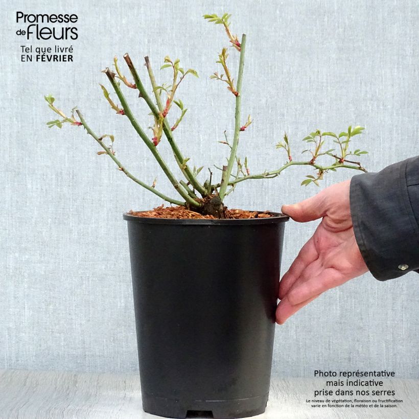 Example of Rosier ancien Phyllis Bide Pot van 4 l/5 l as you get in hiver
