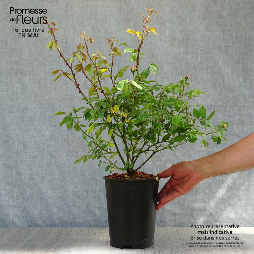 Exemplaar van Rosa Phyllis Bide - Historische roos Pot van 4 l/5 l zoals geleverd in de lente