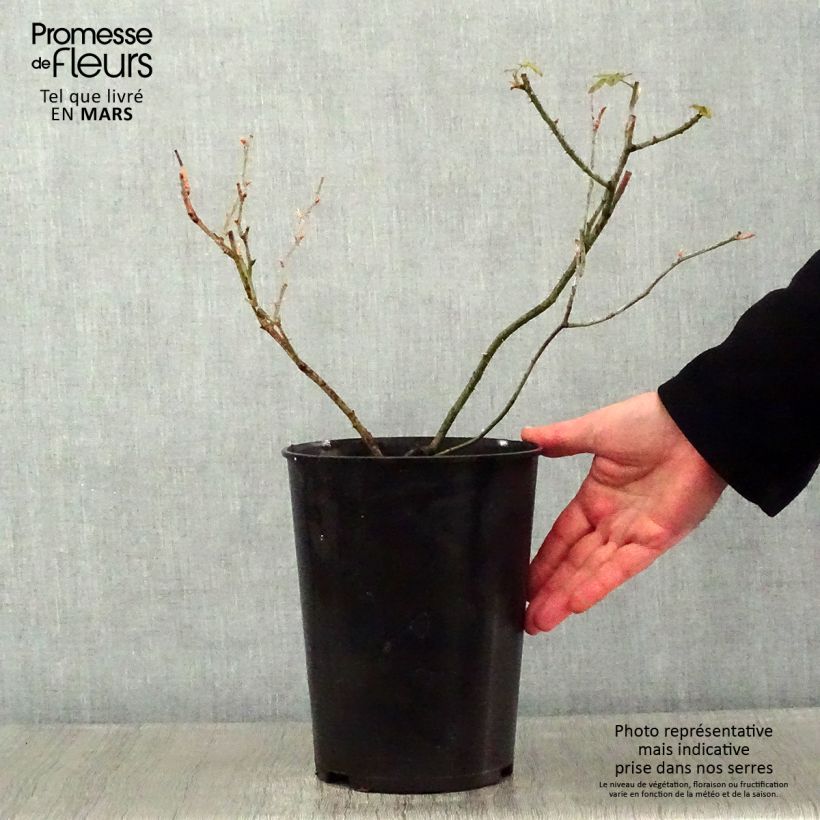 Example of Rosier ancien Raubritter Pot van 4 l/5 l as you get in hiver