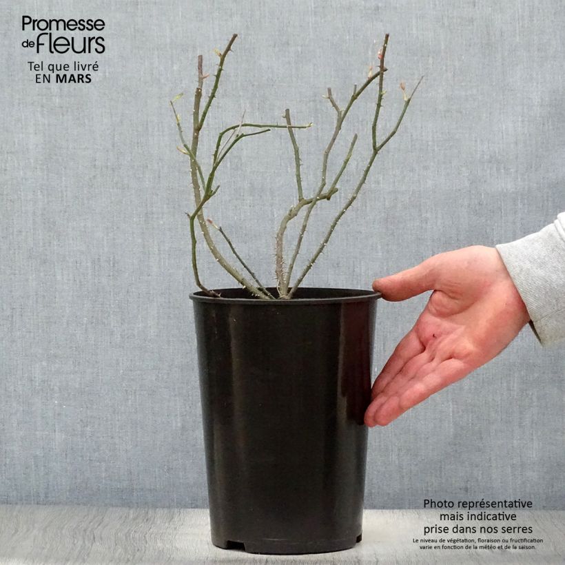 Exemplaar van Rosa Raubritter - Historische roos Pot van 4 l/5 l zoals geleverd in de lente