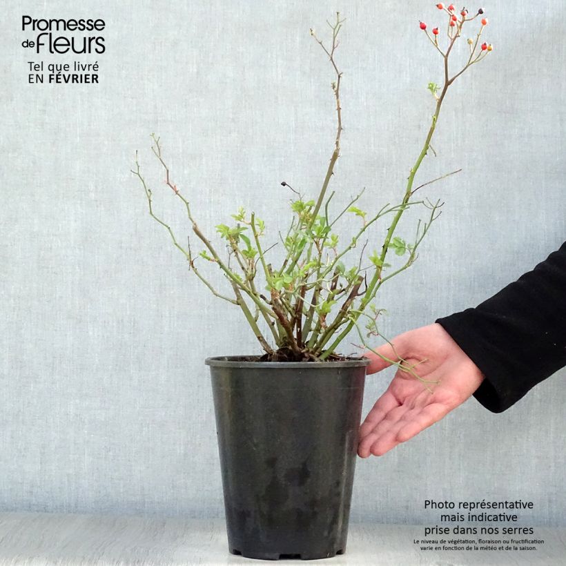 Example of Rosier ancien Red Ballerina Pot van 4 l/5 l as you get in hiver