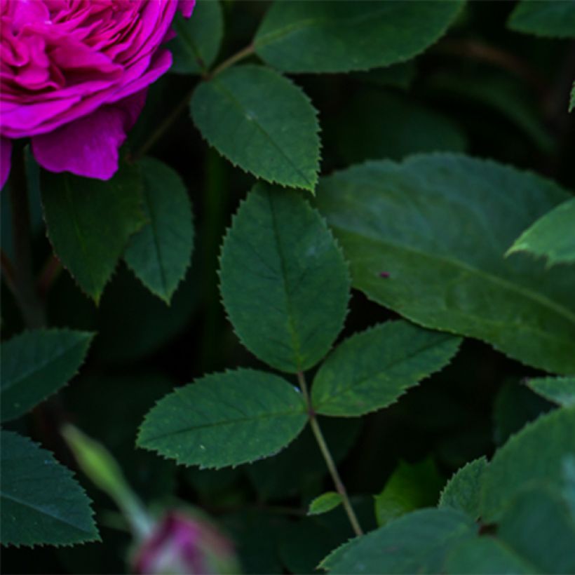 Rosa Reine des Violettes - Historische roos (Foliage)