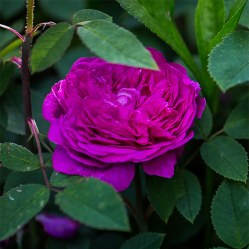 Rosa Reine des Violettes - Historische roos (Flowering)