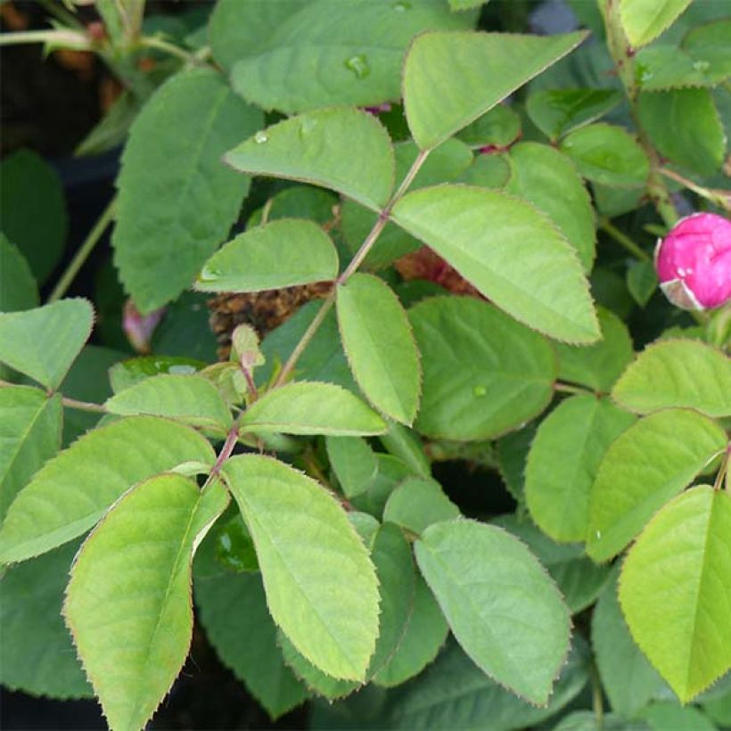 Rosa Rose de Rescht - Historische roos (Foliage)