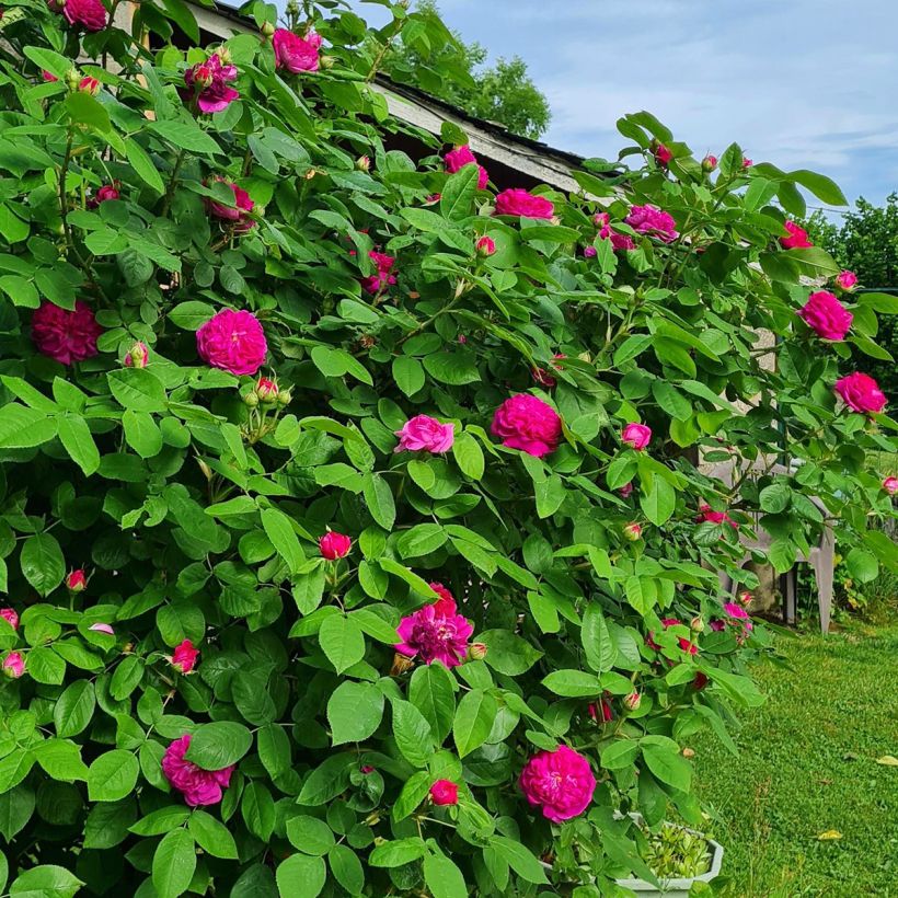 Rosa Rose de Rescht - Historische roos (Groeiplaats)