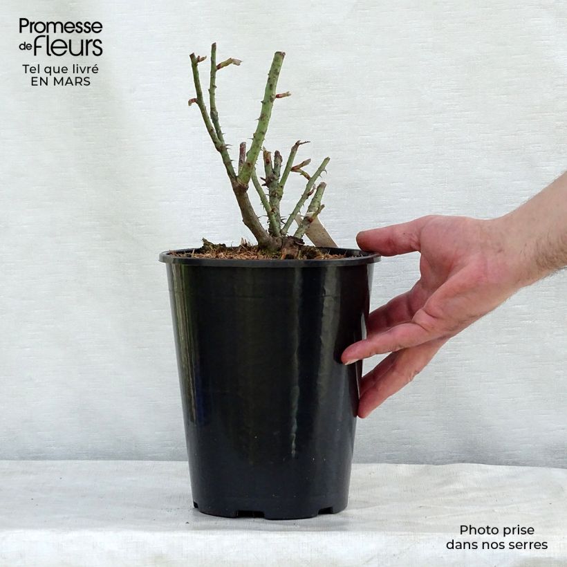 Example of Rosa Rose de Rescht - Historische roos Pot van 4 l/5 l as you get in hiver