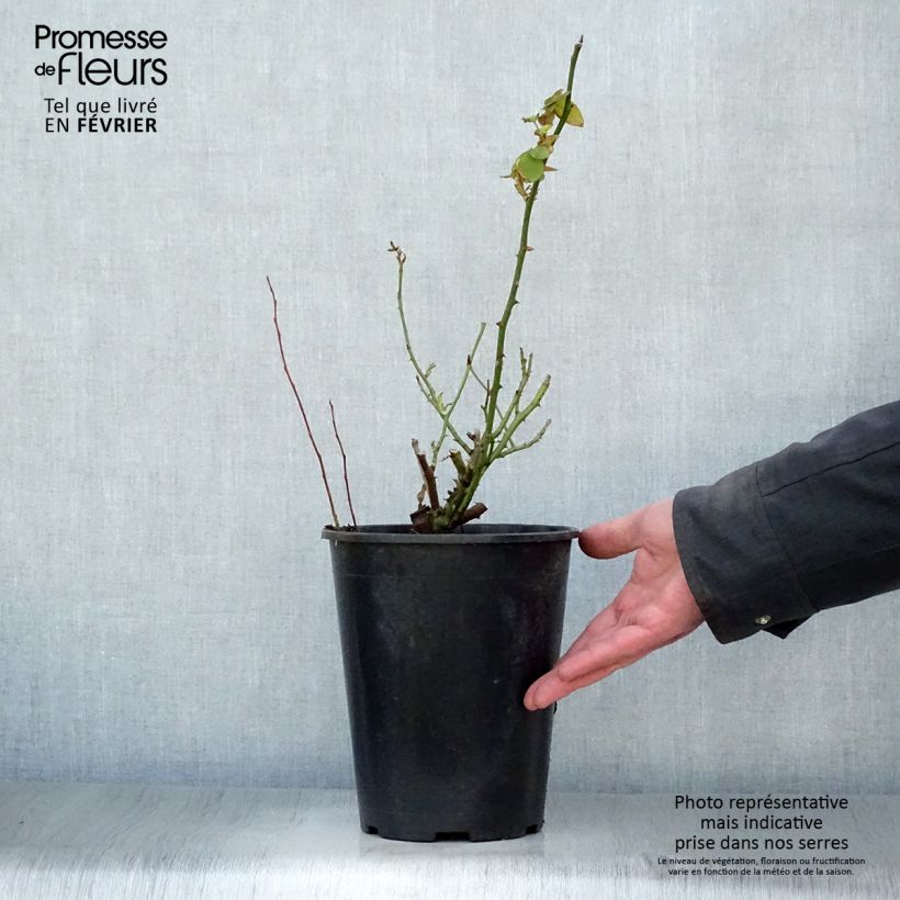 Example of Rosa Souvenir de la Malmaison - Historische roos Pot van 4 l/5 l as you get in hiver