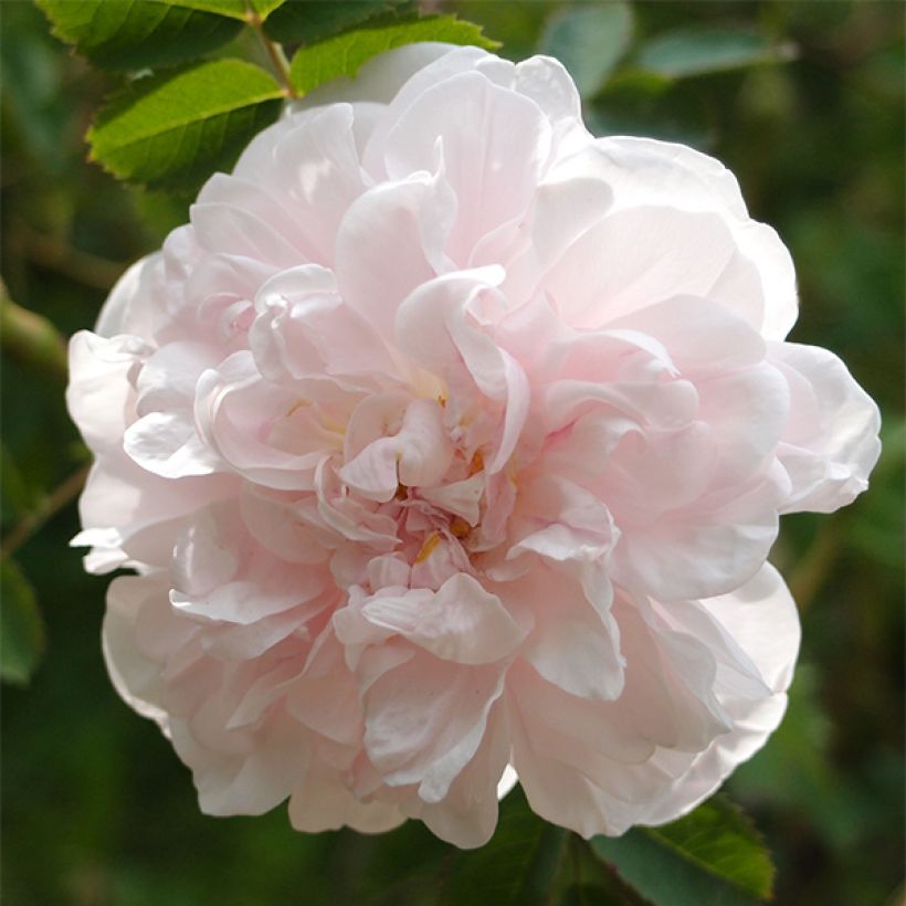 Rosa Stanwell Perpetual - Historische roos (Flowering)