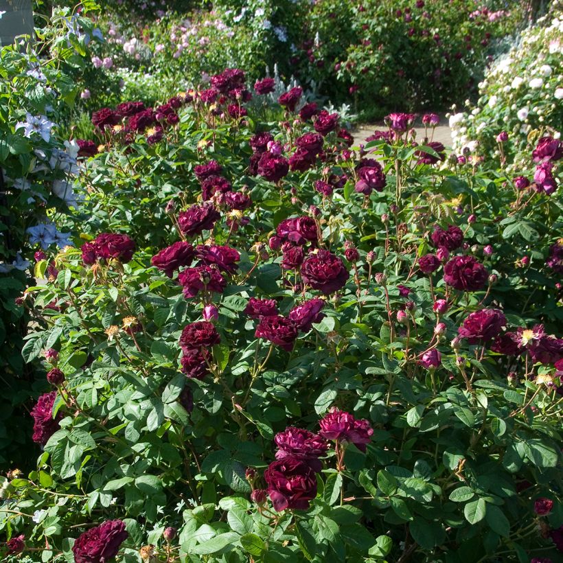 Rosa Tuscany Superb - Historische roos (Plant habit)