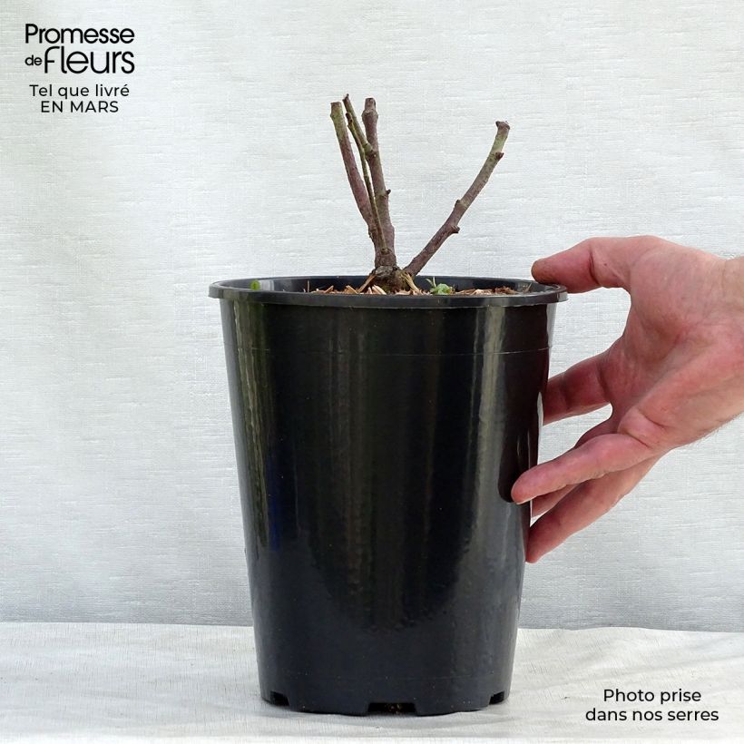 Example of Rosa Tuscany Superb - Historische roos Pot van 4 l/5 l as you get in hiver