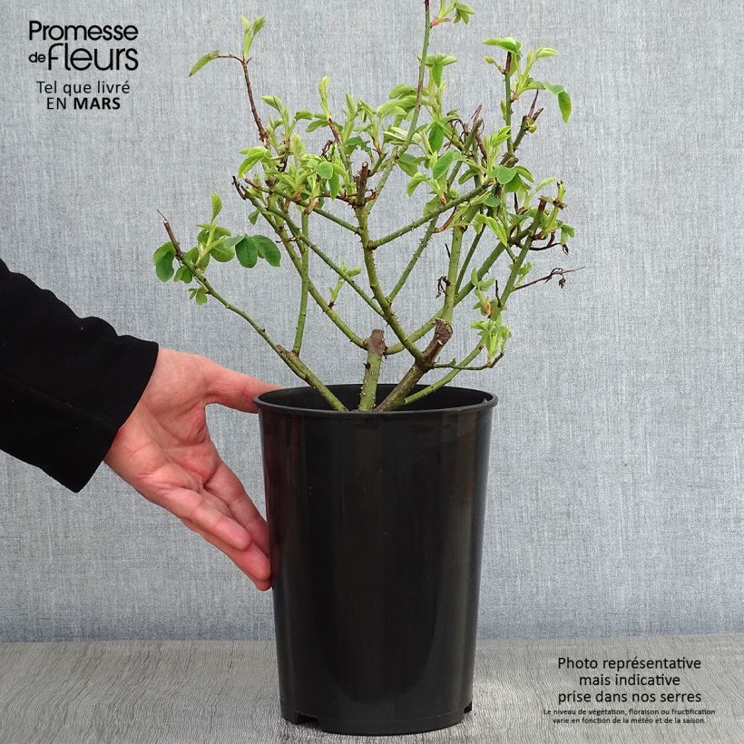 Example of Rosier ancien Variegata di Bologna Pot van 4 l/5 l as you get in hiver
