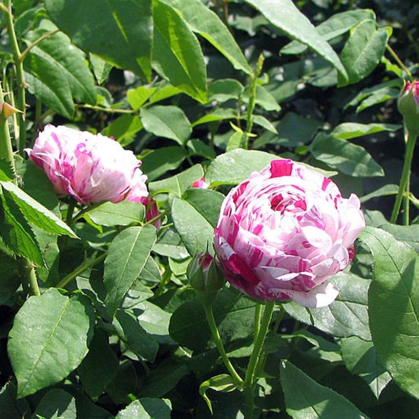 Rosa Variegata di Bologna - Historische roos (Foliage)
