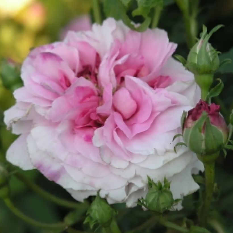 Rosa Ispahan - Historische roos (Bloei)