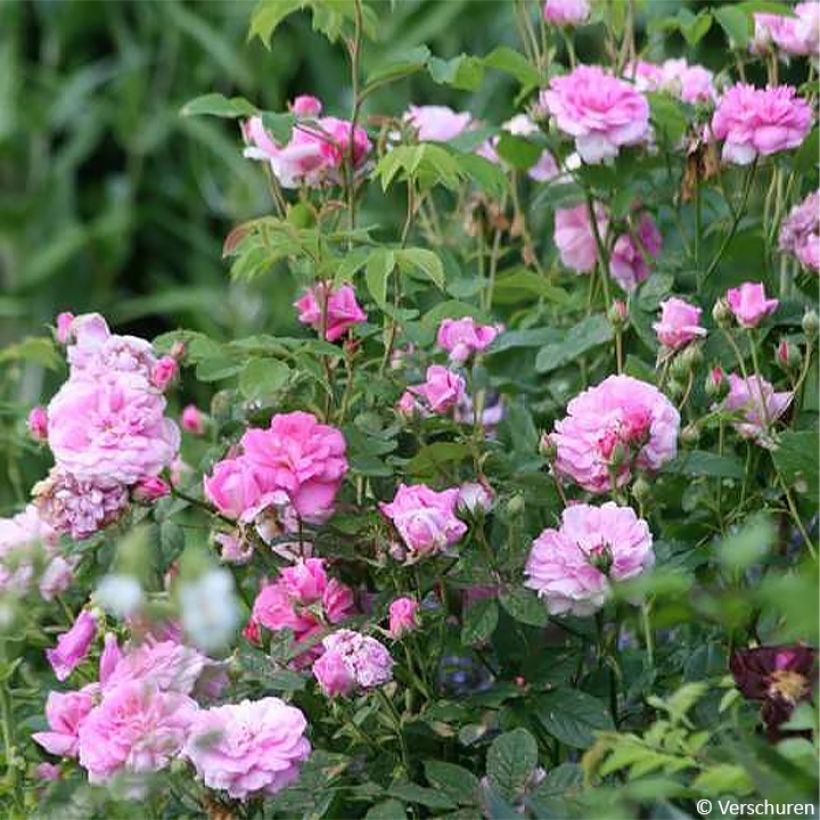 Rosa Ispahan - Historische roos (Groeiplaats)