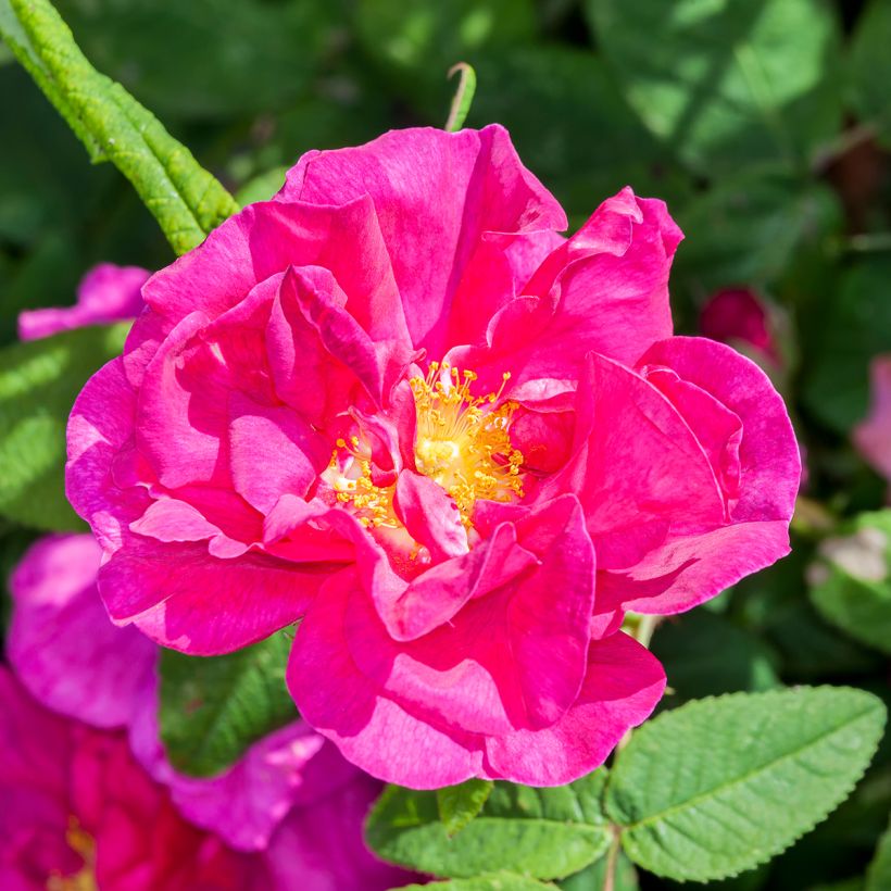 Rosa gallica Officinalis - Historische roos (Flowering)