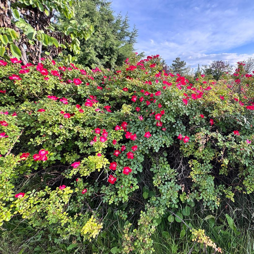Rosa gallica Officinalis - Historische roos (Plant habit)