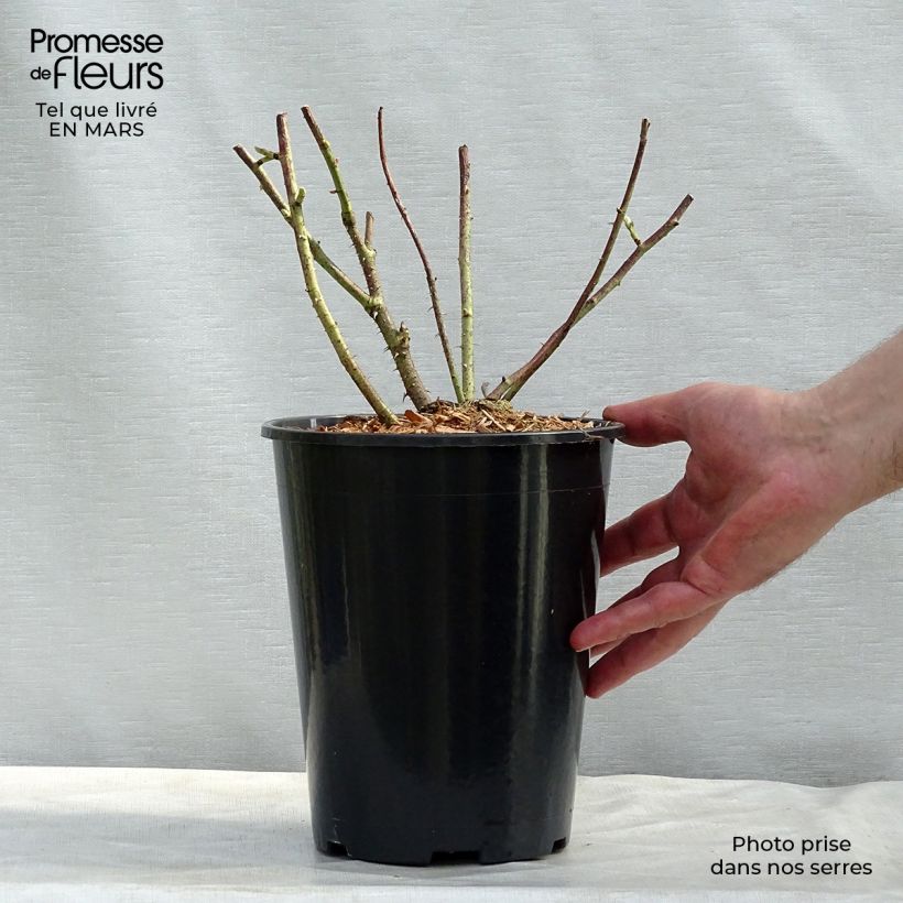 Exemplaar van Rosa Rosa Mundi - Historische roos Pot van 4 l/5 l zoals geleverd in de lente