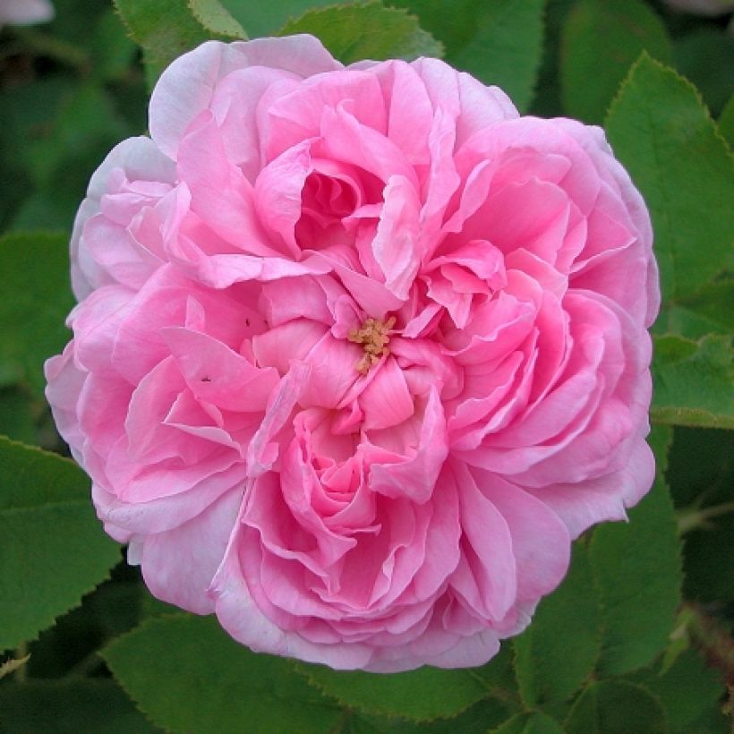 Rosa Salet BIO - Historische roos (Bloei)